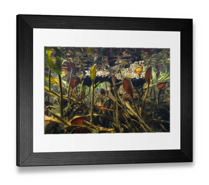Framed Print : Water hyacinth (Eichhornia sp. ) in a clear stream of the Pantanal, Brazil Framed Print : Water hyacinth (Eichhornia sp. ) in a clear stream of the Pantanal, Brazil