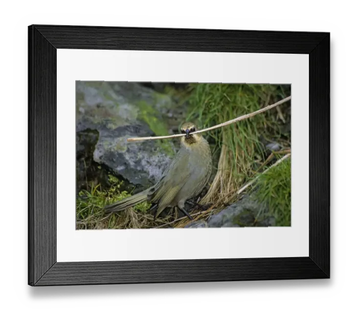 Framed Print : Gough Island bunting (Rowettia goughensis) gathering nesting material. Gough Island Framed Print : Gough Island bunting (Rowettia goughensis) gathering nesting material. Gough Island