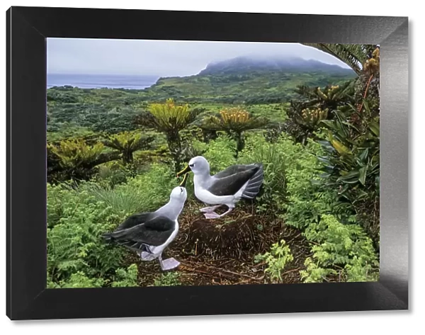Atlantic yellow-nosed albatross (Thalassarche chlororhynchos) courtship display, Gough Island