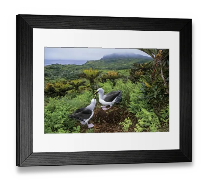 Framed Print : Atlantic yellow-nosed albatross (Thalassarche chlororhynchos) courtship display, Gough Island