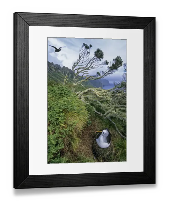 Framed Print : Atlantic yellow-nosed albatross (Thalassarche chlororhynchos). nesting amid ferns Framed Print : Atlantic yellow-nosed albatross (Thalassarche chlororhynchos). nesting amid ferns