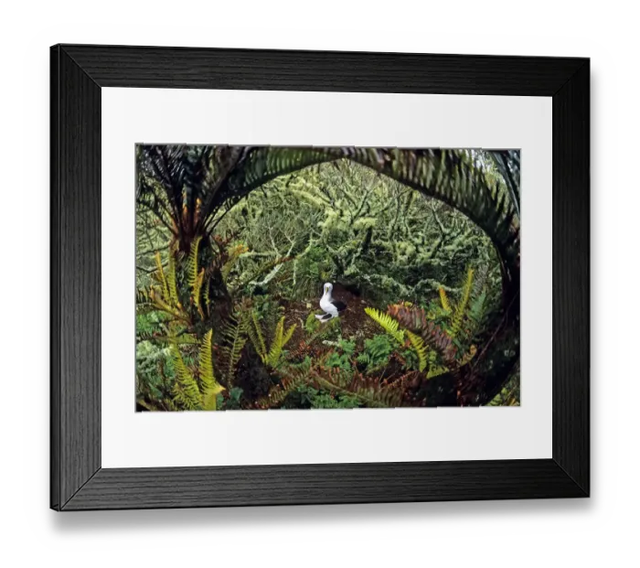 Framed Print : Atlantic yellow-nosed albatross (Thalassarche chlororhynchos) Framed Print : Atlantic yellow-nosed albatross (Thalassarche chlororhynchos)