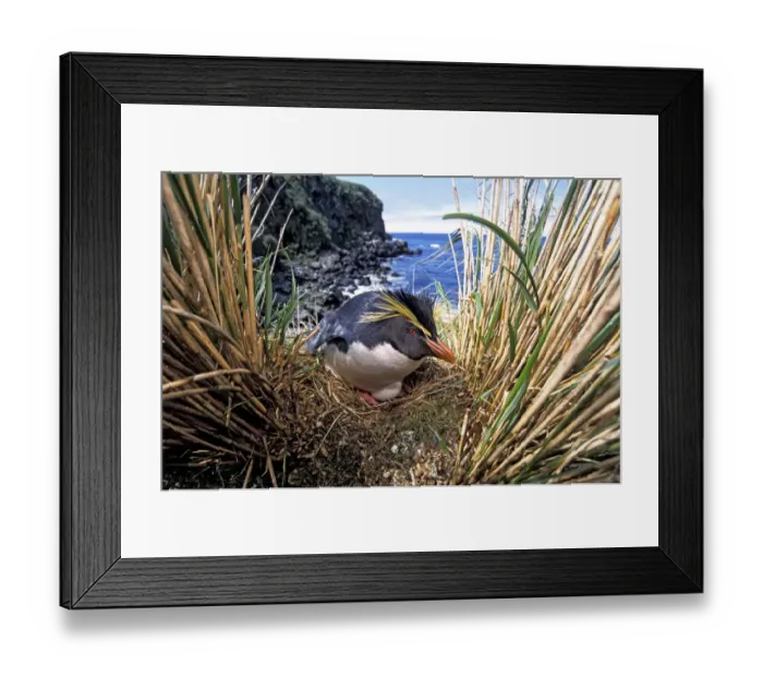 Framed Print : Northern Rockhopper Penguin (Eudyptes moseleyi) on nest, Gough Island, Gough Framed Print : Northern Rockhopper Penguin (Eudyptes moseleyi) on nest, Gough Island, Gough