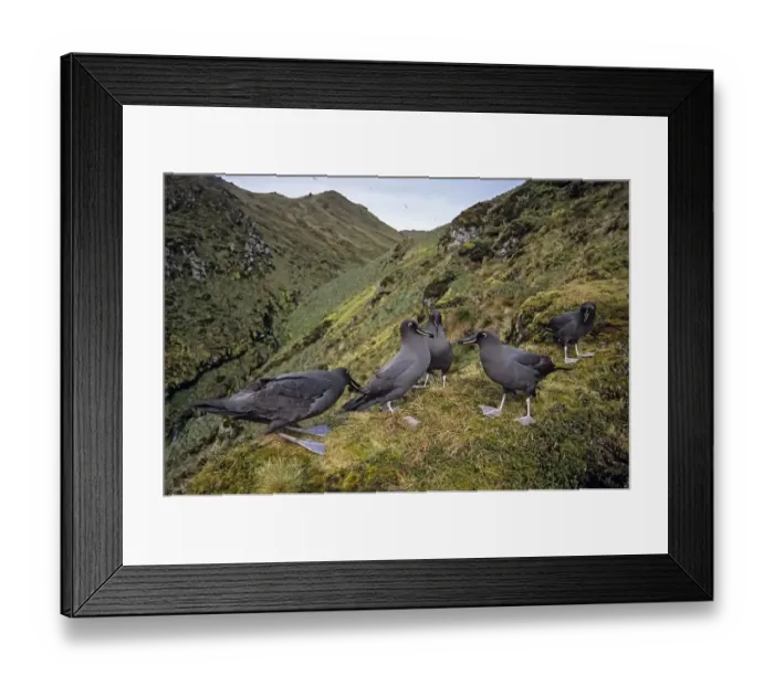 Framed Print : Sooty Albatross (Phoebetria fusca) group courting on high inland ridge. Gough Island Framed Print : Sooty Albatross (Phoebetria fusca) group courting on high inland ridge. Gough Island