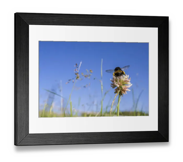 Framed Print : Buff tailed bumblebee (Bombus terrestris) visiting Clover (Trifolium) flower in unmown lawn Framed Print : Buff tailed bumblebee (Bombus terrestris) visiting Clover (Trifolium) flower in unmown lawn