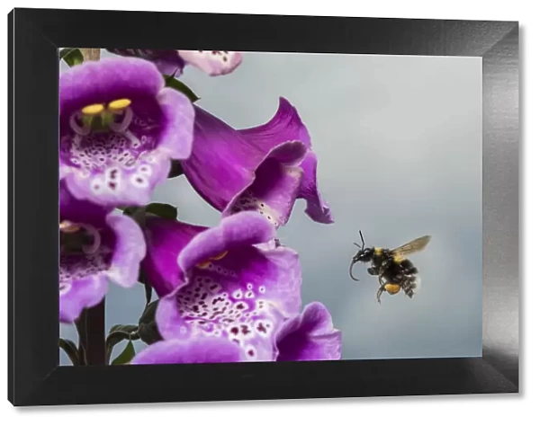 Garden bumblebee (Bombus hortorum), flying to Foxglove (Digitalis purpurea), flower