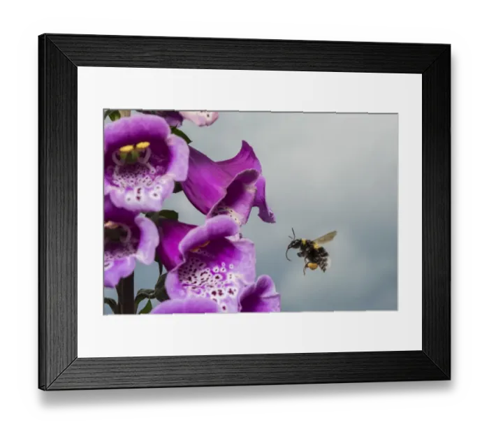 Framed Print : Garden bumblebee (Bombus hortorum), flying to Foxglove (Digitalis purpurea), flower