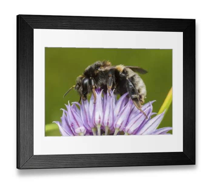 Framed Print : Tree bumblebee (Bombus hypnorum) feeding from Chive (Allium schoenoprasum), Monmouthshire Framed Print : Tree bumblebee (Bombus hypnorum) feeding from Chive (Allium schoenoprasum), Monmouthshire