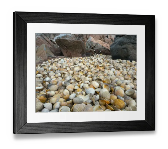 Framed Print : Empty Cockle Shells washed up on shore of Solway, Dumfries, Scotland, UK, June