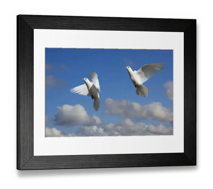 Framed Print : Domestic Fan-tailed pigeons (Columba livia) in flight against a blue sky England, UK Framed Print : Domestic Fan-tailed pigeons (Columba livia) in flight against a blue sky England, UK