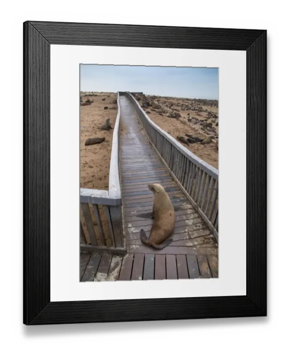 Framed Print : Brown fur seal (Arctocephalus pusillus) hauled out on board walk in Cape Cross seal colony Framed Print : Brown fur seal (Arctocephalus pusillus) hauled out on board walk in Cape Cross seal colony
