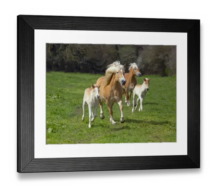Framed Print : Haflinger horse mares and foals running in meadow. England, UK Framed Print : Haflinger horse mares and foals running in meadow. England, UK