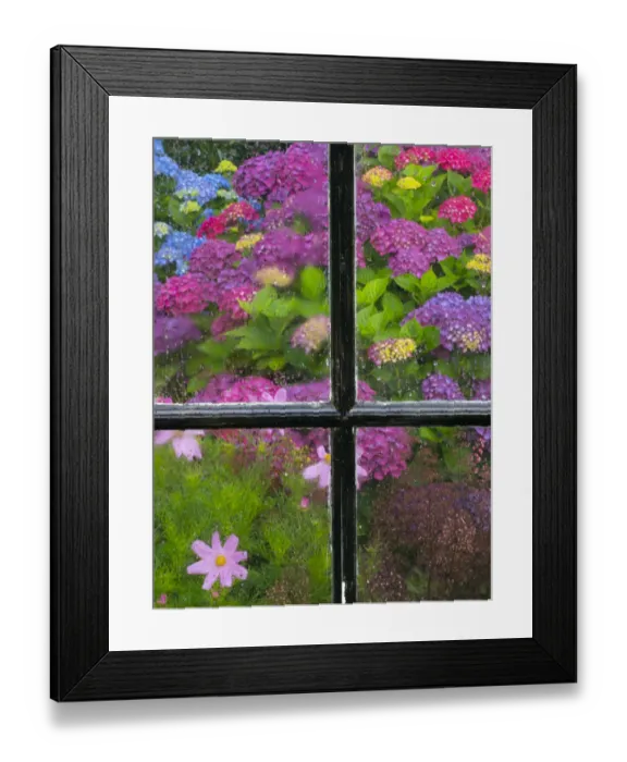 Framed Print : Hydrangeas flowering in garden seen through window of shed, Norfolk, England, UK, July Framed Print : Hydrangeas flowering in garden seen through window of shed, Norfolk, England, UK, July