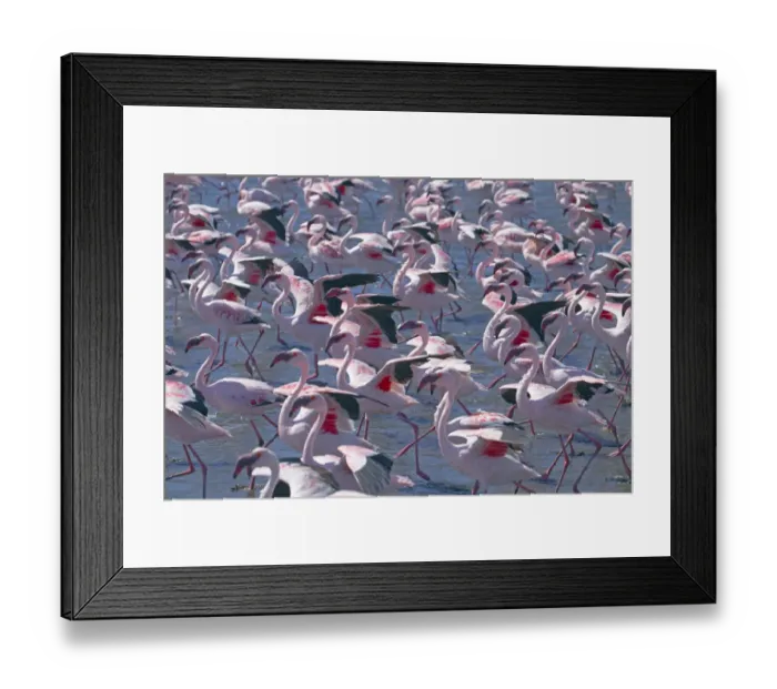 Framed Print : Lesser flamingo (Phoeniconaias minor) flock, Walvis Bay Namibia Framed Print : Lesser flamingo (Phoeniconaias minor) flock, Walvis Bay Namibia
