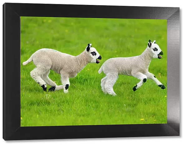 Kerry Hill domestic sheep, spring lambs running, England, UK