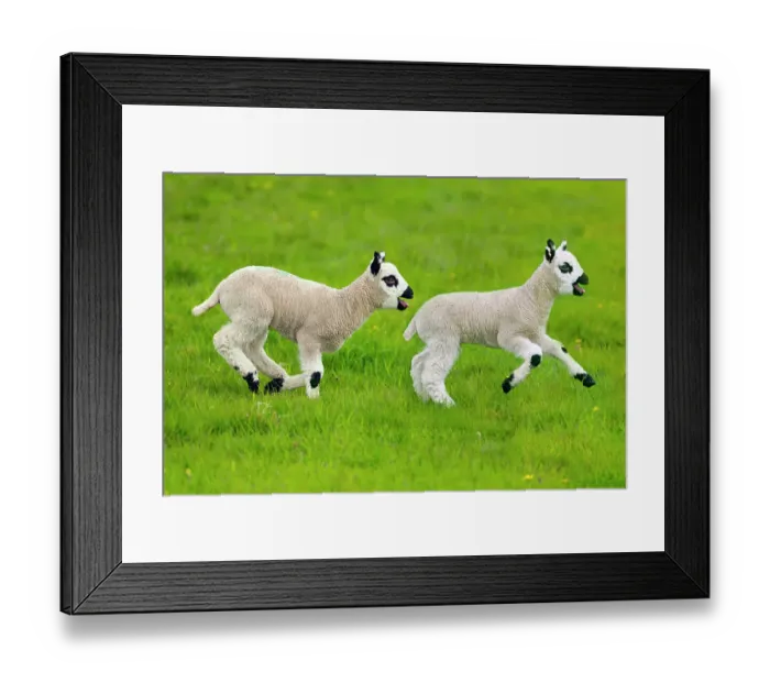 Framed Print : Kerry Hill domestic sheep, spring lambs running, England, UK Framed Print : Kerry Hill domestic sheep, spring lambs running, England, UK