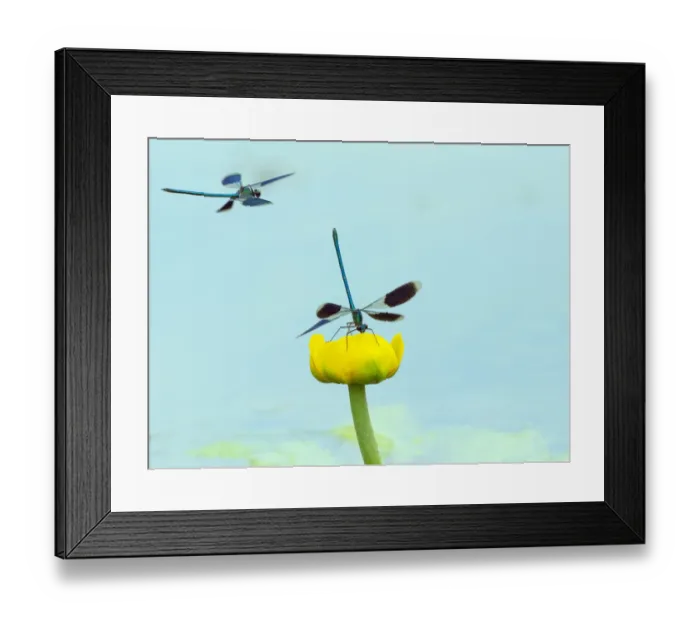 Framed Print : Banded demoiselle (Calopteryx splendens) male resting on water lily, River Wensum Framed Print : Banded demoiselle (Calopteryx splendens) male resting on water lily, River Wensum