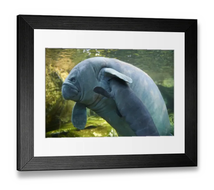 Framed Print : Caribbean manatee or West Indian manatee (Trichechus manatus) mother nursing baby Framed Print : Caribbean manatee or West Indian manatee (Trichechus manatus) mother nursing baby