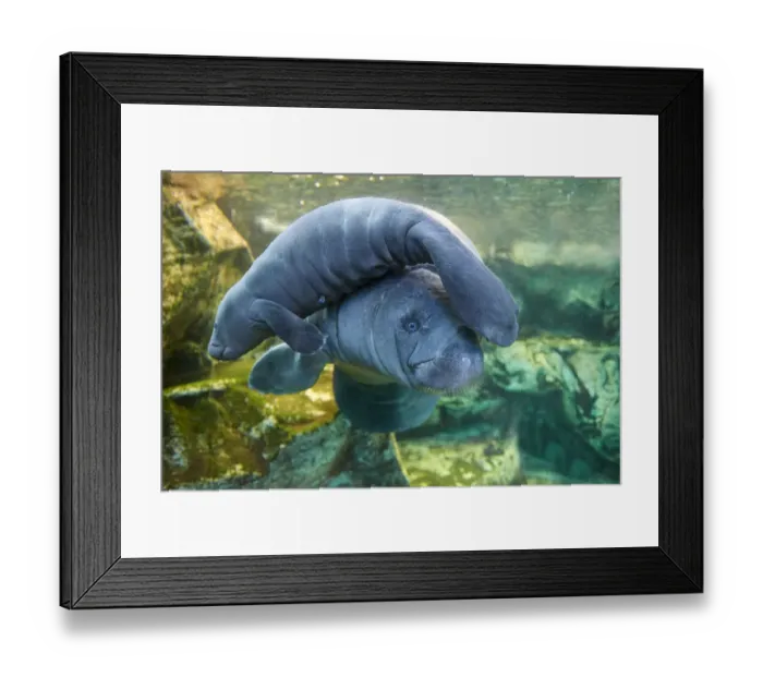 Framed Print : Caribbean manatee or West Indian manatee (Trichechus manatus) mother with baby, age two days Framed Print : Caribbean manatee or West Indian manatee (Trichechus manatus) mother with baby, age two days