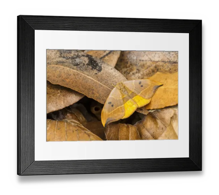 Framed Print : RF - Oak hook-tip moth (Watsonalla binaria) mimicking a dead leaf, Catbrook, Monmouthshire, May