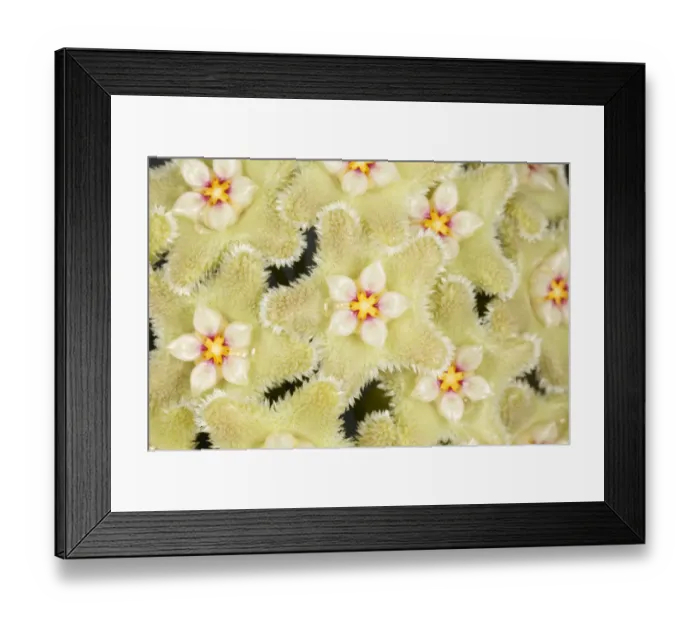 Framed Print : Wax flower (Hoya serpens) close up of flowers. Cultivated plant from Himalayas Framed Print : Wax flower (Hoya serpens) close up of flowers. Cultivated plant from Himalayas