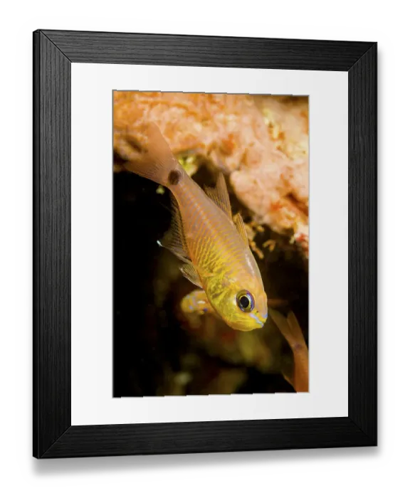 Framed Print : Painted cardinalfish (Archamia fucata) Yap, Micronesia