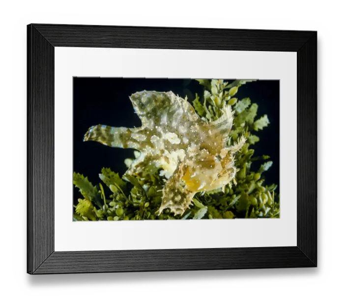 Framed Print : Sargassum fish (Histrio histrio) at the sea surface with floating sargassum weed Framed Print : Sargassum fish (Histrio histrio) at the sea surface with floating sargassum weed
