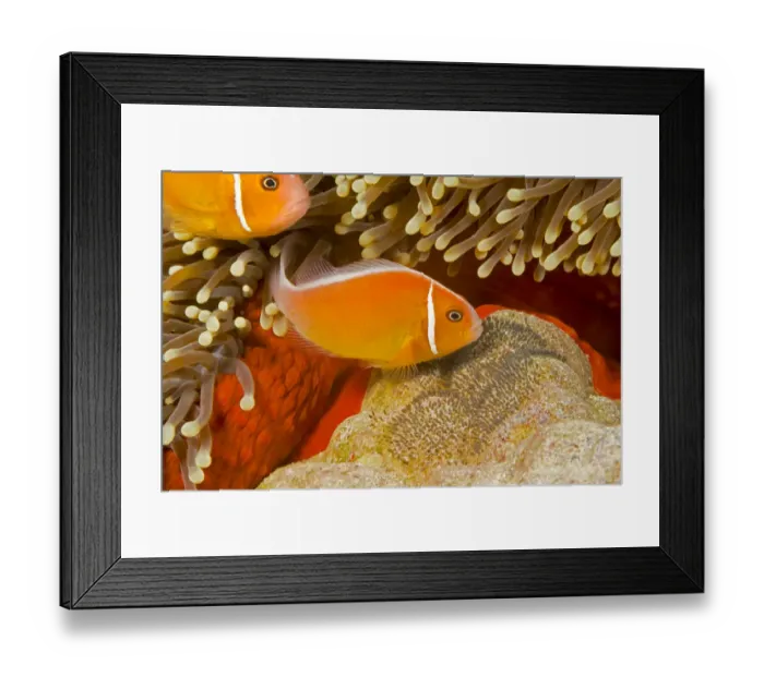 Framed Print : Common anemonefish (Amphiprion perideraion) with eggs in Magnificent sea anemone Framed Print : Common anemonefish (Amphiprion perideraion) with eggs in Magnificent sea anemone