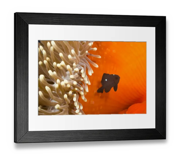 Framed Print : Three spot damselfish (Dascyllus trimaculatus) with Sea anemone home, Yap, Micronesia Framed Print : Three spot damselfish (Dascyllus trimaculatus) with Sea anemone home, Yap, Micronesia
