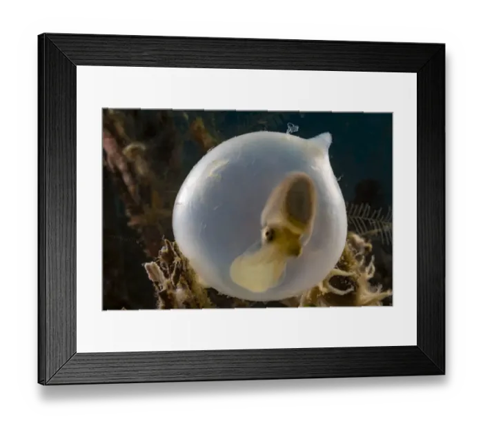 Framed Print : Broadclub cuttlefish (Sepia latimanus) in translucent egg casing on the reef, Philippines