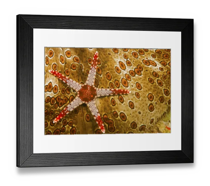 Framed Print : Necklace seastar (Fromia monilis) on Sea cucumber (Bohadaschia argus) Yap, Micronesia Framed Print : Necklace seastar (Fromia monilis) on Sea cucumber (Bohadaschia argus) Yap, Micronesia