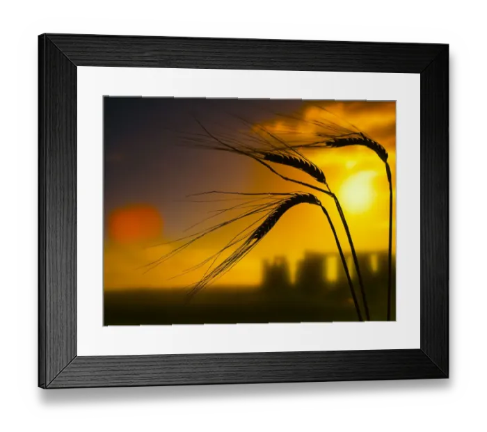 Framed Print : Ripe Barley (Hordeum vulgare) ears in field ready for harvest and the rising sun