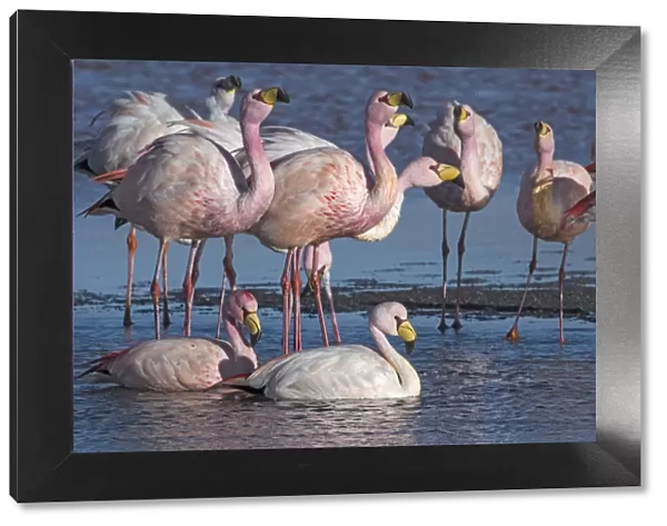 Jamess flamingo (Phoenicoparrus jamesi) flock on the shore of Laguna Colorada