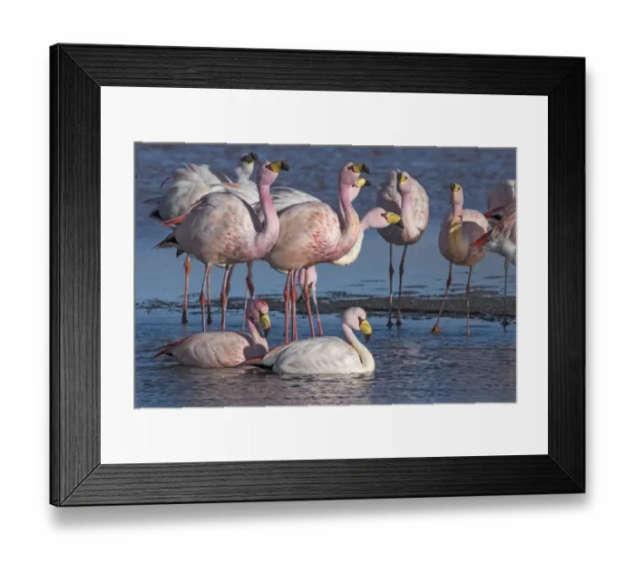 Framed Print : Jamess flamingo (Phoenicoparrus jamesi) flock on the shore of Laguna Colorada Framed Print : Jamess flamingo (Phoenicoparrus jamesi) flock on the shore of Laguna Colorada