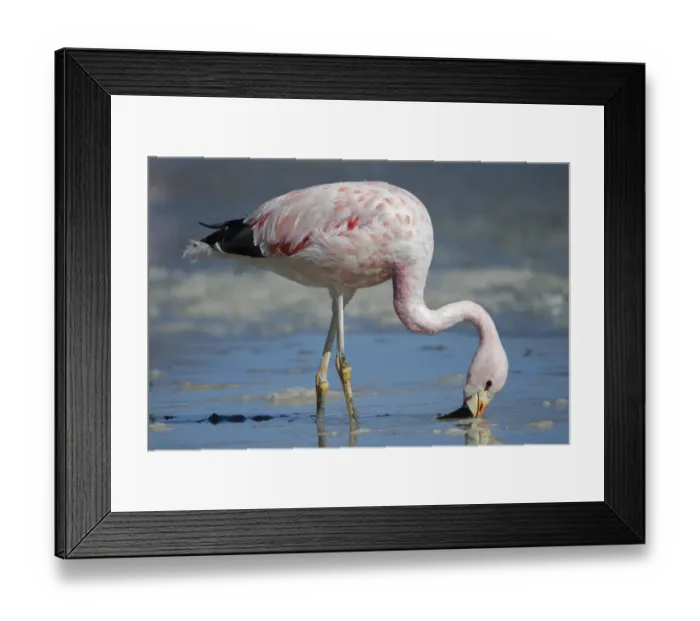 Framed Print : Andean flamingo (Phoenicoparrus andinus) feeding on shore Laguna Hedionda, Altiplano