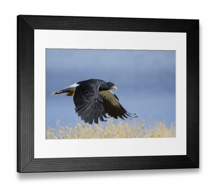 Framed Print : Mountain Caracara (Phalcoboenus megalopterus) taking off, Laguna Canapa, Altiplano Framed Print : Mountain Caracara (Phalcoboenus megalopterus) taking off, Laguna Canapa, Altiplano