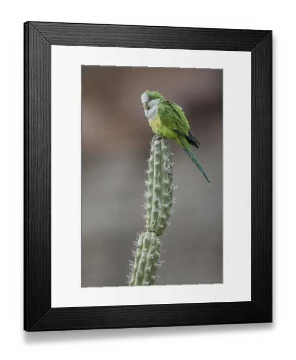 Framed Print : Cliff parakeets (Myiopsitta luchsi) perched on cactus, Red-fronted Macaw Community Nature Reserve Framed Print : Cliff parakeets (Myiopsitta luchsi) perched on cactus, Red-fronted Macaw Community Nature Reserve
