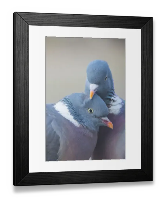 Framed Print : Wood pigeon (Columba palumbus) pair preening one another, The Netherlands Framed Print : Wood pigeon (Columba palumbus) pair preening one another, The Netherlands