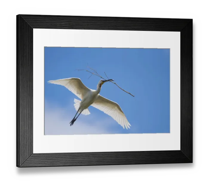 Framed Print : Spoonbill (Platalea leucorodia) carrying nest material, The Netherlands Framed Print : Spoonbill (Platalea leucorodia) carrying nest material, The Netherlands