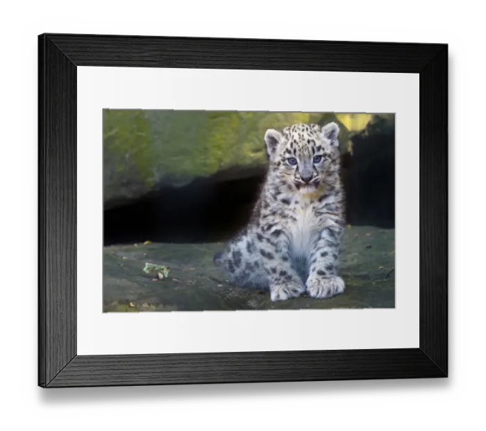Framed Print : Snow leopard (Panthera uncia) cub age three months, captive Framed Print : Snow leopard (Panthera uncia) cub age three months, captive