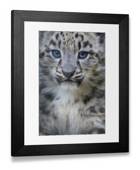 Framed Print : Snow leopard (Panthera uncia) cub age three months, captive Framed Print : Snow leopard (Panthera uncia) cub age three months, captive