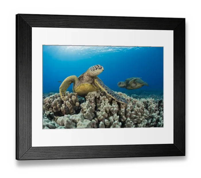 Framed Print : Green sea turtles (Chelonia mydas) on corals, Hawaii Framed Print : Green sea turtles (Chelonia mydas) on corals, Hawaii