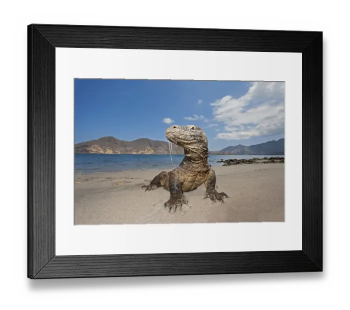 Framed Print : Komodo dragons (Varanus komodoensis) on shore with saliva dripping from mouth, Rinca Island Framed Print : Komodo dragons (Varanus komodoensis) on shore with saliva dripping from mouth, Rinca Island