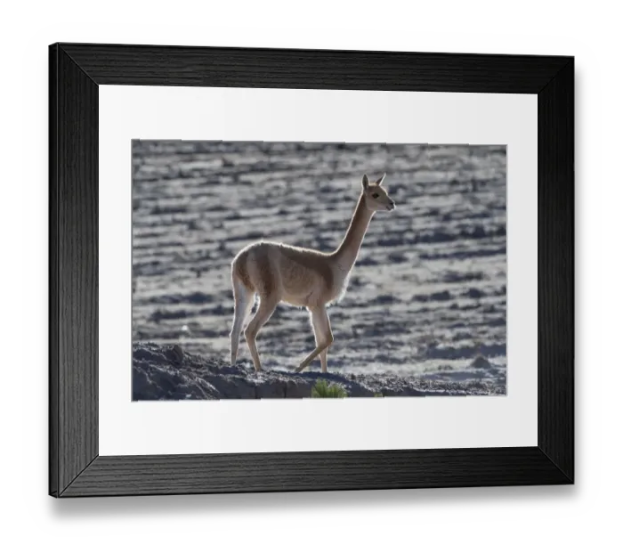 Framed Print : Vicuna (Vicugna vicugna) Uyuni, Altiplano, Bolivia Framed Print : Vicuna (Vicugna vicugna) Uyuni, Altiplano, Bolivia