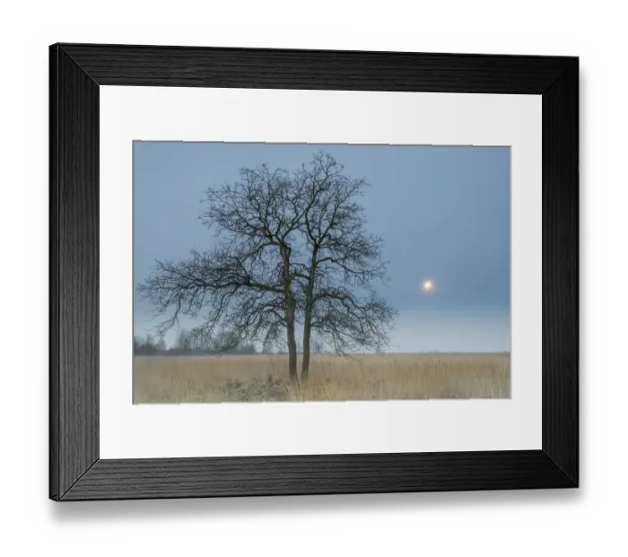 Framed Print : English (Quercus robur) in field with Purple moor-grass (Molinea caerulea) with moon