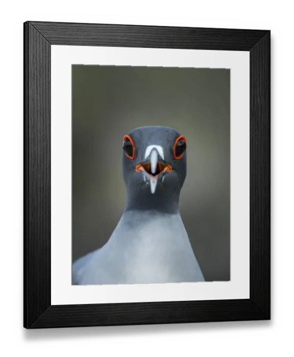 Framed Print : Swallow-tailed gull (Creagrus furcatus) calling, Genovesa Island, Galapagos Framed Print : Swallow-tailed gull (Creagrus furcatus) calling, Genovesa Island, Galapagos
