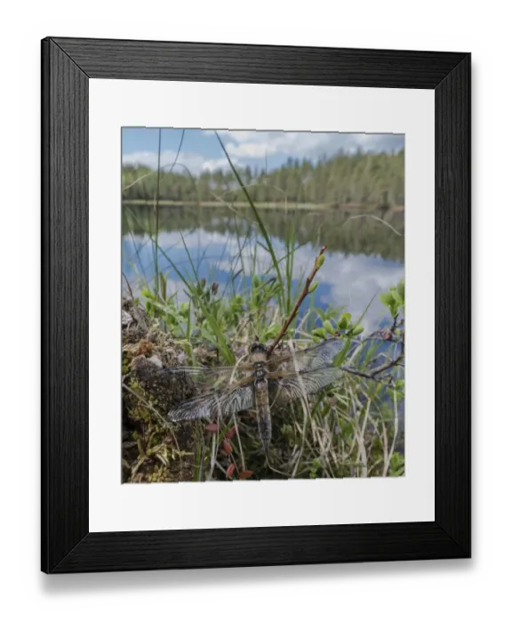 Framed Print : Four-spotted chaser dragonfly (Libellula quadrimaculata) just emerged. Finland, June Framed Print : Four-spotted chaser dragonfly (Libellula quadrimaculata) just emerged. Finland, June