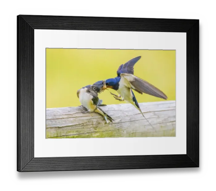 Framed Print : Barn swallow (Hirundo rustica) feeding young, Monmouthshire, Wales, UK, July Framed Print : Barn swallow (Hirundo rustica) feeding young, Monmouthshire, Wales, UK, July