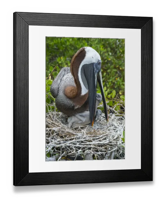 Framed Print : Brown pelican (Pelecanus occidentalis) feeding chicks at nest, Puerto Ayora / Academy Bay Framed Print : Brown pelican (Pelecanus occidentalis) feeding chicks at nest, Puerto Ayora / Academy Bay