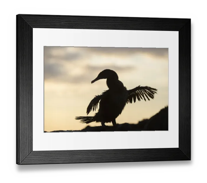 Framed Print : Flightless cormorant (Phalacrocorax harrisi) silhouetted, Punta Espinosa, Fernandina Island Framed Print : Flightless cormorant (Phalacrocorax harrisi) silhouetted, Punta Espinosa, Fernandina Island